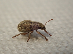 Strophosoma capitatum