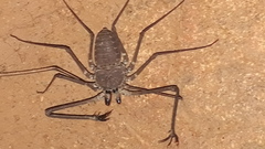 Phrynichus nigrimanus