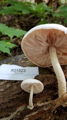 Pluteus tomentosulus