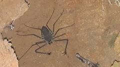 Phrynichus nigrimanus