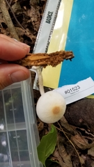 Pluteus tomentosulus