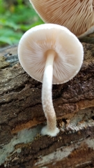 Pluteus tomentosulus