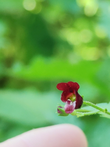 Image of Mediterranean Figwort (Scrophularia peregrina) by (c) Ljaž, some rights reserved (CC BY)
