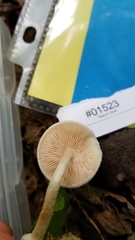 Pluteus tomentosulus