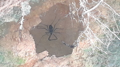 Phrynichus nigrimanus