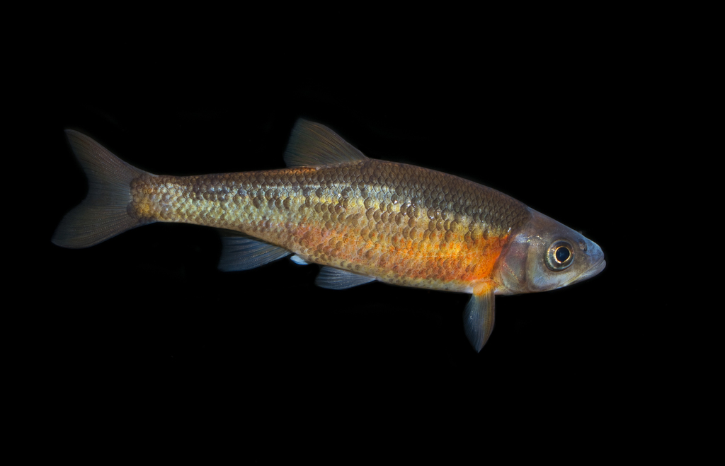 Rosyside dace Fish Species of Richmond National Battlefield) · iNaturalist