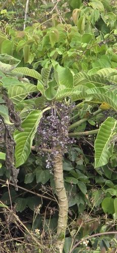 Image of Dendrocnide meyeniana by (c) 黃其君, some rights reserved (CC BY)