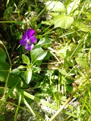 Viola disjuncta