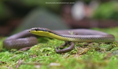 Liopeltis tricolor