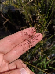 Dichanthelium spretum