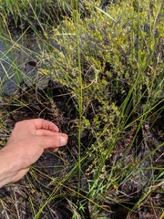 Dichanthelium spretum