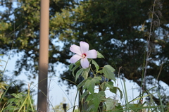 Hibiscus grandiflorus