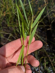 Dichanthelium spretum