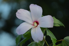 Hibiscus grandiflorus