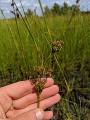 Juncus nodosus