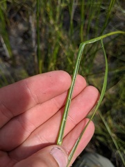 Juncus nodosus