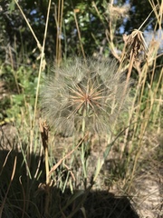 Crossidius coralinus