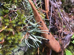 Pilophorus acicularis