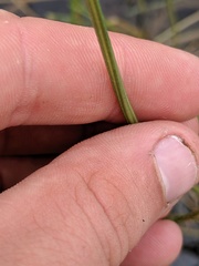 Eleocharis robbinsii