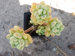 Sedum clavatum