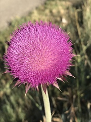 Crossidius coralinus