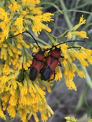 Crossidius coralinus