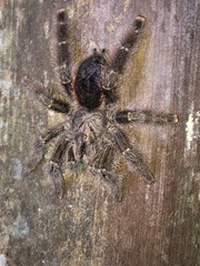 Avicularia juruensis
