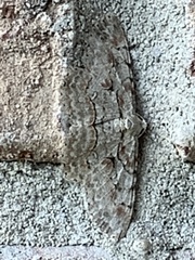 Iridopsis larvaria