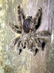 Avicularia juruensis