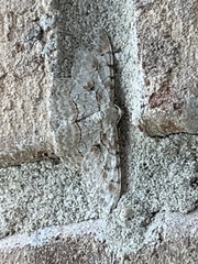 Iridopsis larvaria