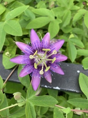 Passiflora amethystina × caerulea