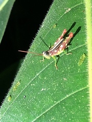 Syntomacris guttulosa