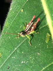 Syntomacris guttulosa