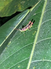 Syntomacris guttulosa