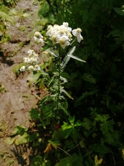 Achillea ledebourii