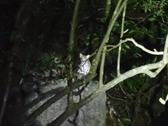 Prionailurus bengalensis