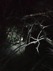 Prionailurus bengalensis