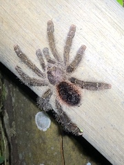 Avicularia juruensis