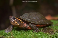 Notochelys platynota