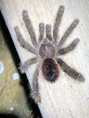 Avicularia juruensis