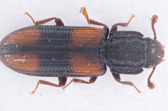 Bitoma crenata