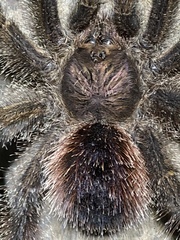Avicularia juruensis