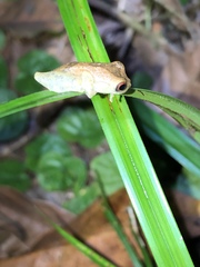 Dendropsophus brevifrons