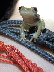 Dendropsophus brevifrons