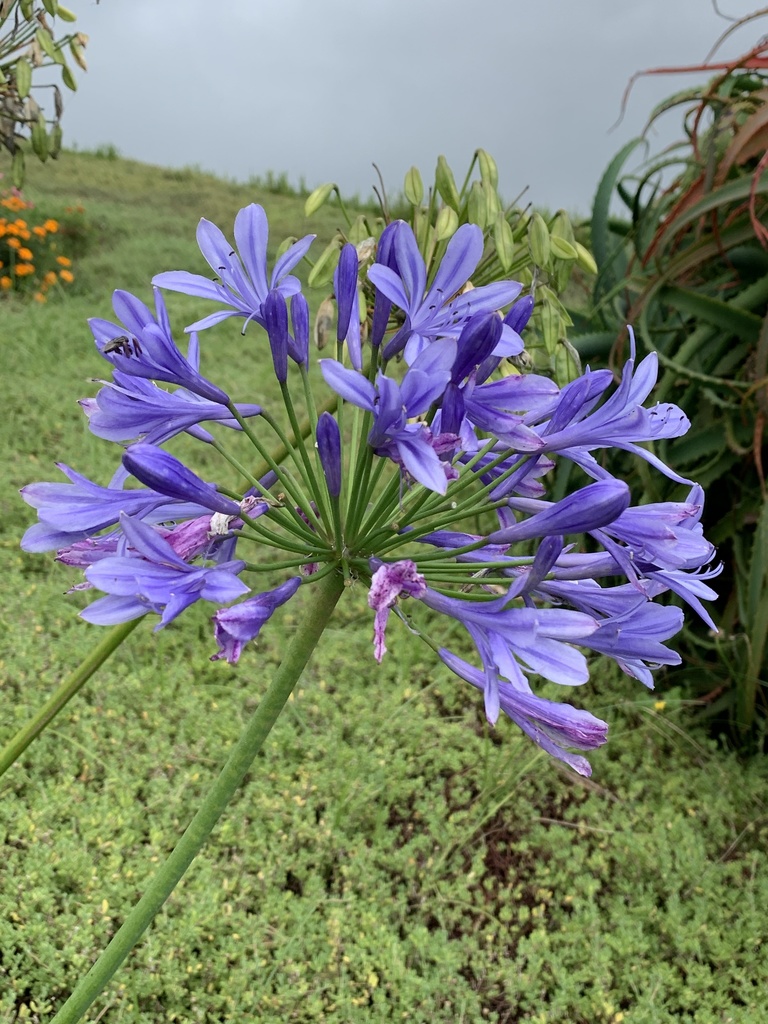 agapanthus