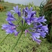 Agapanthus - Photo (c) Emanuel Vieira, μερικά δικαιώματα διατηρούνται (CC BY-NC), uploaded by Emanuel Vieira