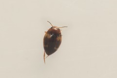 Clemnius decoratus