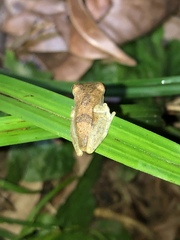 Dendropsophus brevifrons