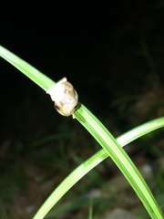 Dendropsophus brevifrons