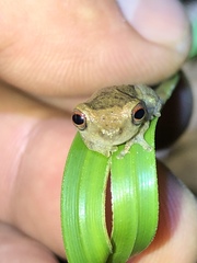 Dendropsophus brevifrons